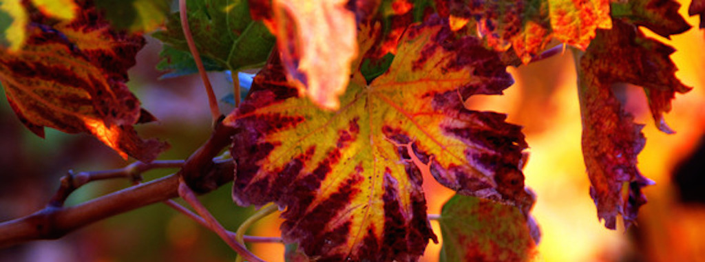 Automne du Chardonnay