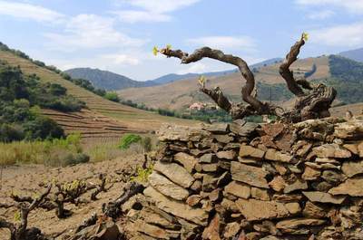 Vignoble de Banyuls sur Mer