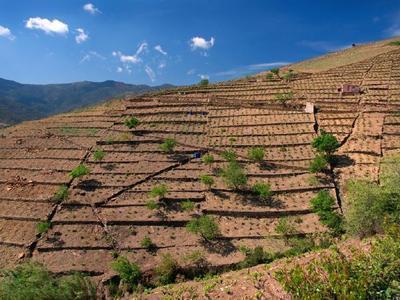 Vignoble de Banyuls