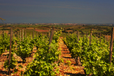 Vignoble du Crest Petit - Baixas Vignoble du Crest Petit - Baixas