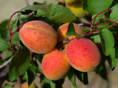 Abricots