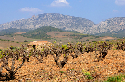Vignoble de Maury 