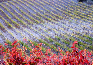 CHATEAU DE PENA SCV L'AGLY