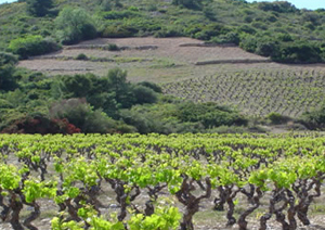 DOMAINE BONZOMS
