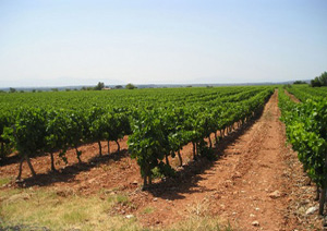 DOMAINE BOUDAU