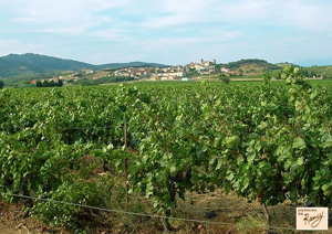 DOMAINE DE RANCY