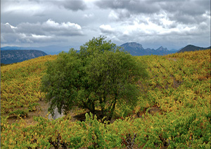 DOMAINE DES SCHISTES