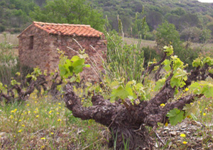 DOMAINE DEVEZA