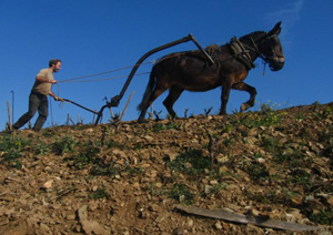 DOMAINE DU TRAGINER