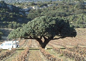 DOMAINE DU VIEUX GENEVRIER
