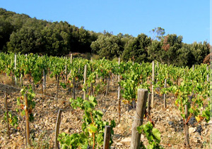 DOMAINE LAGUERRE LES PLANELS