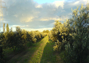 DOMAINE LAFFON