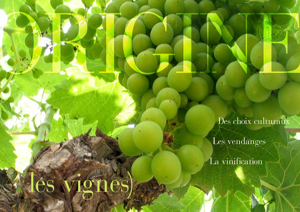 DOMAINE MODAT