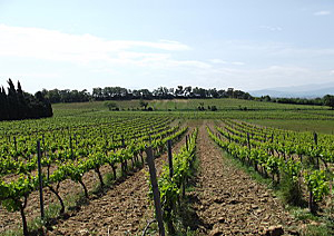 DOMAINE NIVET GALINIER