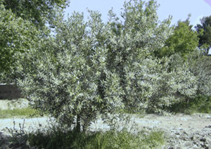 GALEA LE MOULIN DE L'AGLY
