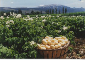 GAEC DU MAS BLANC