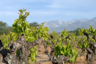 EARL DOMAINE DEPRADE JORDA