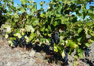 LES VIGNERONS DE LATOUR DE FRANCE