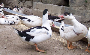 MAS LLUGANAS