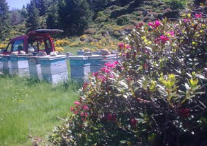 REVES D'ABEILLES